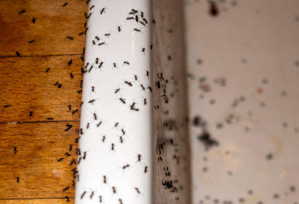 Best Pest Prevention Services  in Wrens, GA